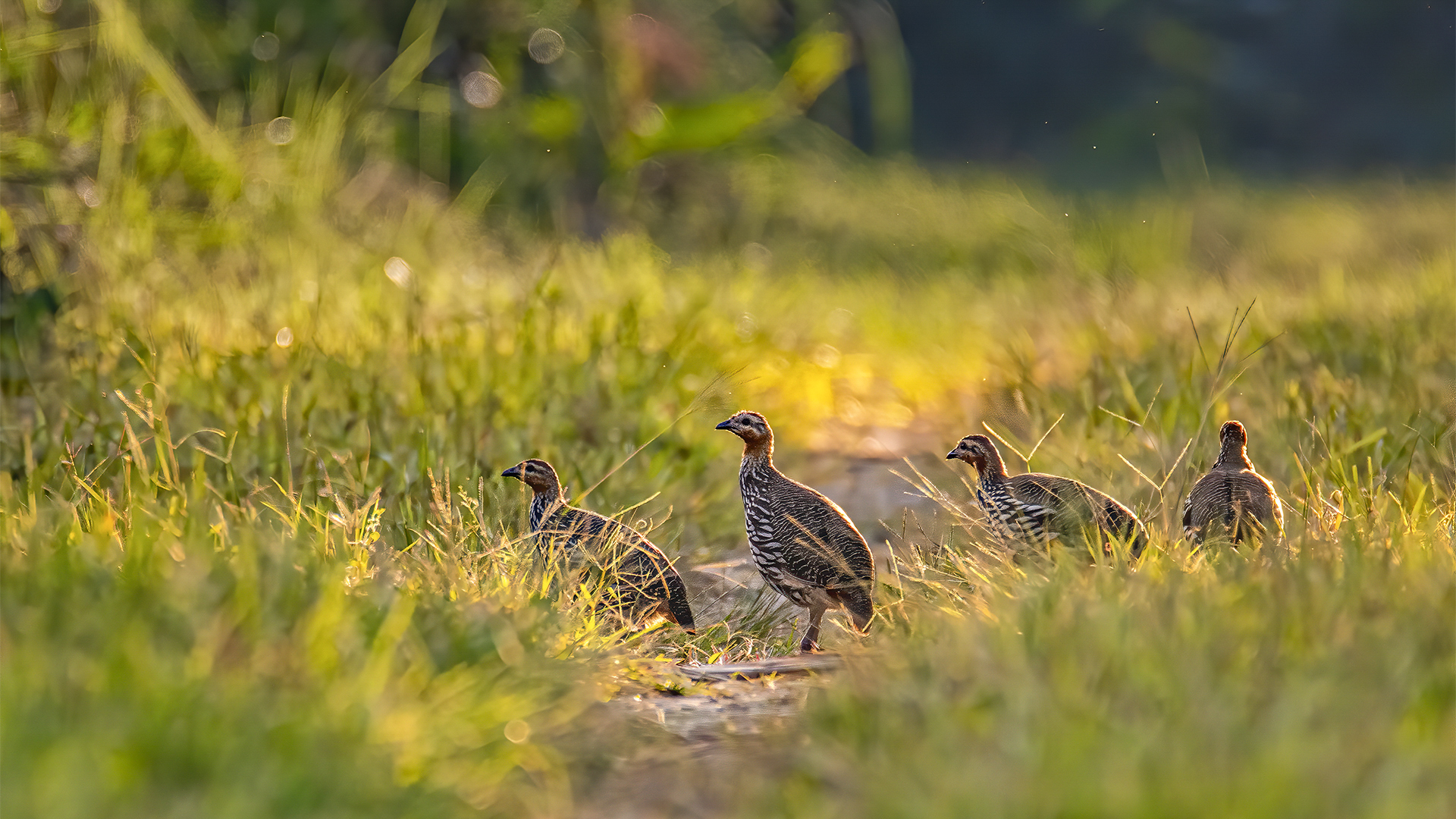 Vulnerable Swamp Francolin photographed at Orang National Park, India. © WWW.NEJIBAHMED.COM .jpg